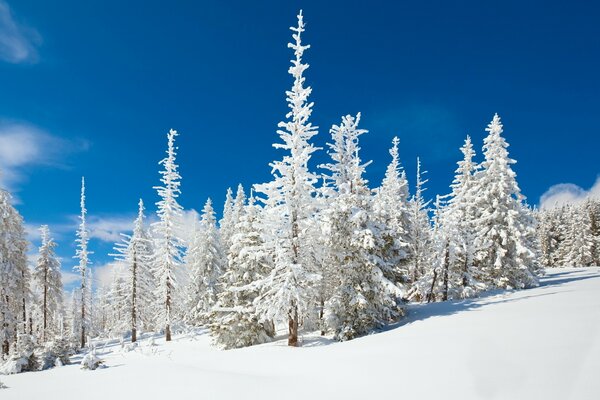 Mattina gelida nella foresta invernale in montagna