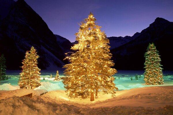 Abetos de Navidad en el bosque de invierno