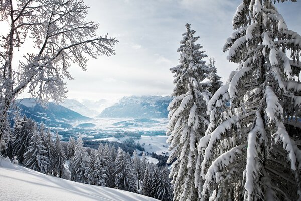 Schneebedeckte Fichten im Winter in den Bergen