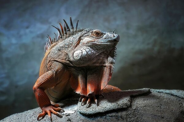 Image d un reptile dans une pose incompréhensible