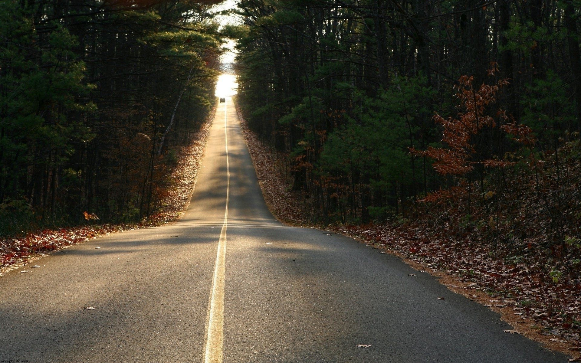 road guidance nature wood tree landscape leaf perspective fall outdoors asphalt