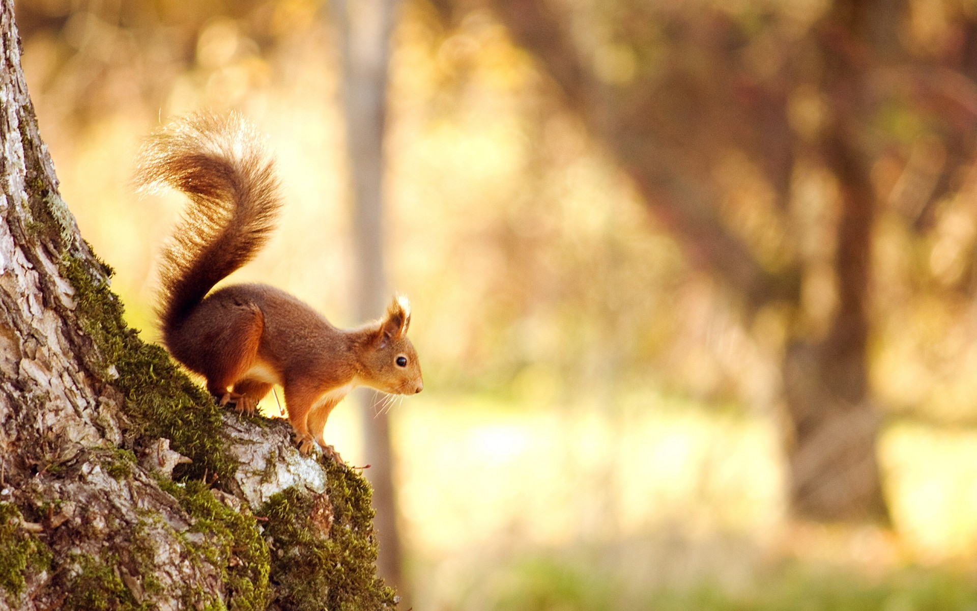 zwierzęta wiewiórka drzewo natura drewno gryzoń ssak nakrętka dzika przyroda na zewnątrz jesień futro śliczne park dzikie krzaczaste wiewiórka zwierzę