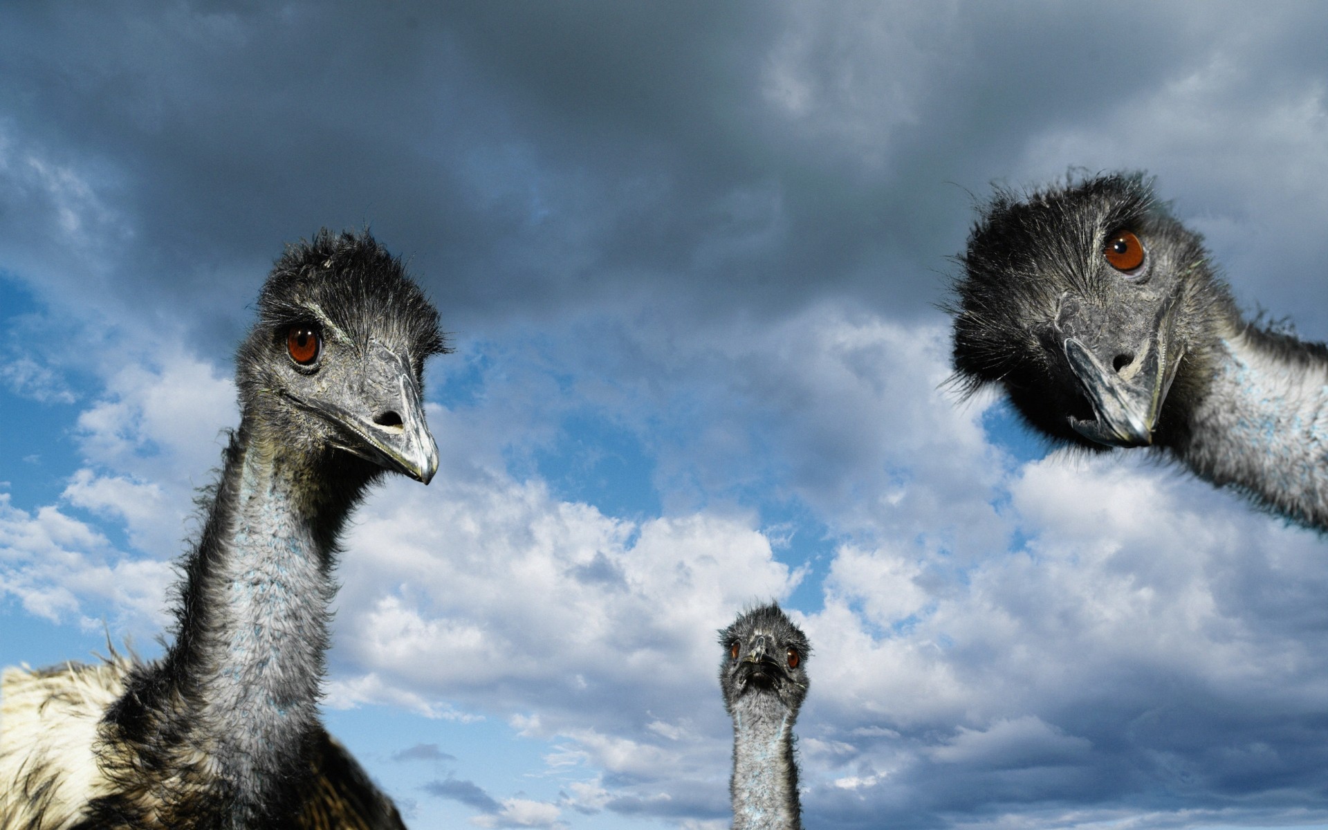 ostrich bird animal wildlife portrait head nature emu eye long neck beak hair funny face wild feather