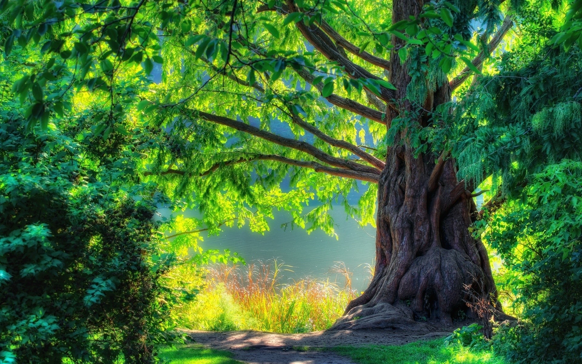 paysage arbre bois nature paysage feuille parc flore été à l extérieur environnement branche scénique tronc saison beau temps paysages aube herbe