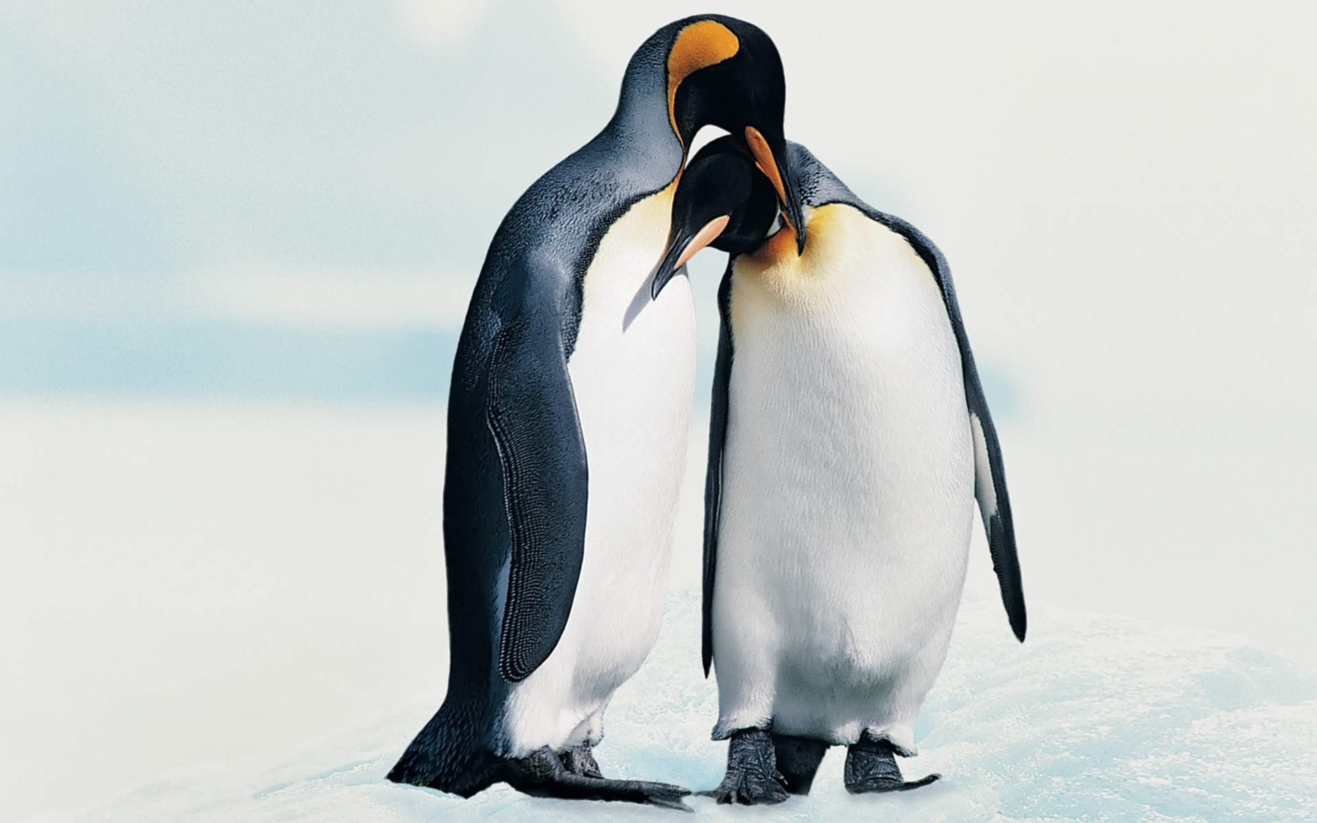 pingouin oiseau neige hiver givré la faune froid un glace deux eau à l extérieur océan vue latérale nature adulte lumière du jour animal mer