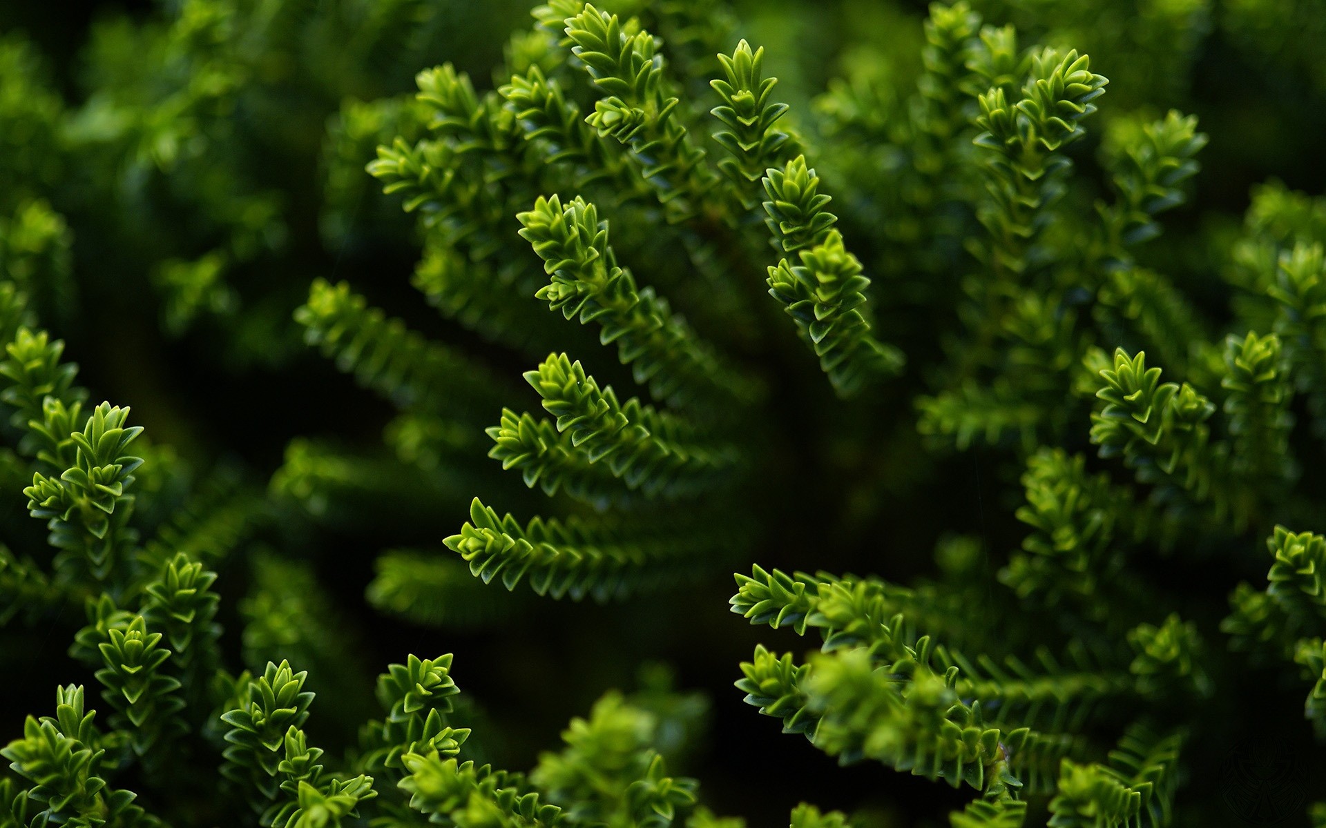 plants leaf flora nature fern tree garden lush growth medicine close-up environment outdoors desktop freshness food biology summer green