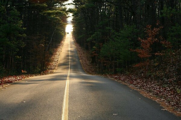 Camino a lo lejos a través del bosque