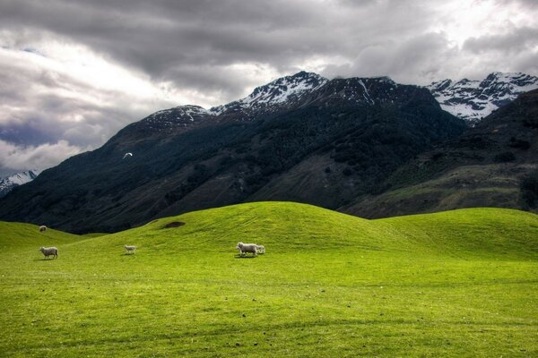 Paesaggio di montagne con pecore secche in pianura