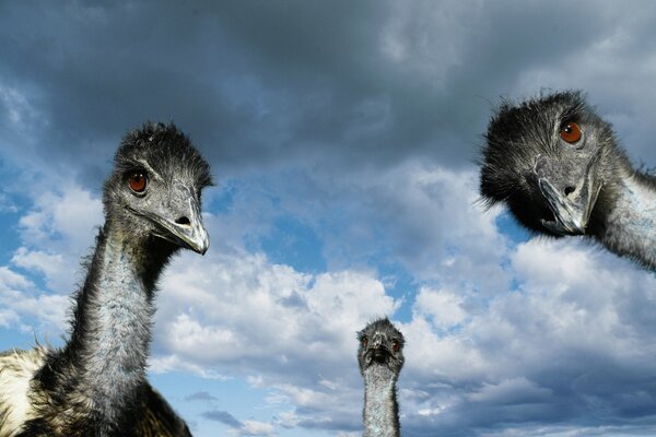 Curious ostriches are looking at you