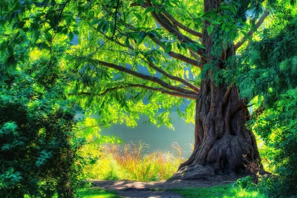 Grand arbre noueux entouré de broussailles