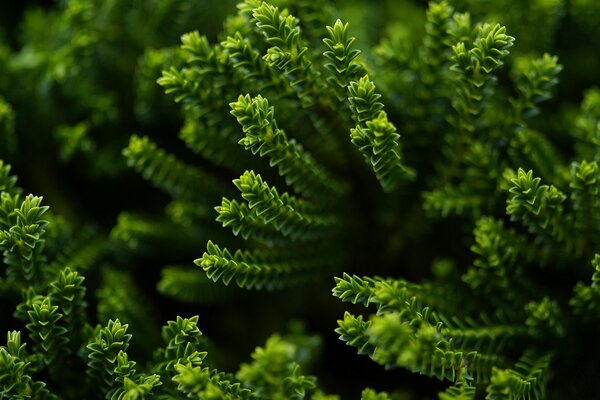 Hojas triangulares planta verde se extiende a la luz