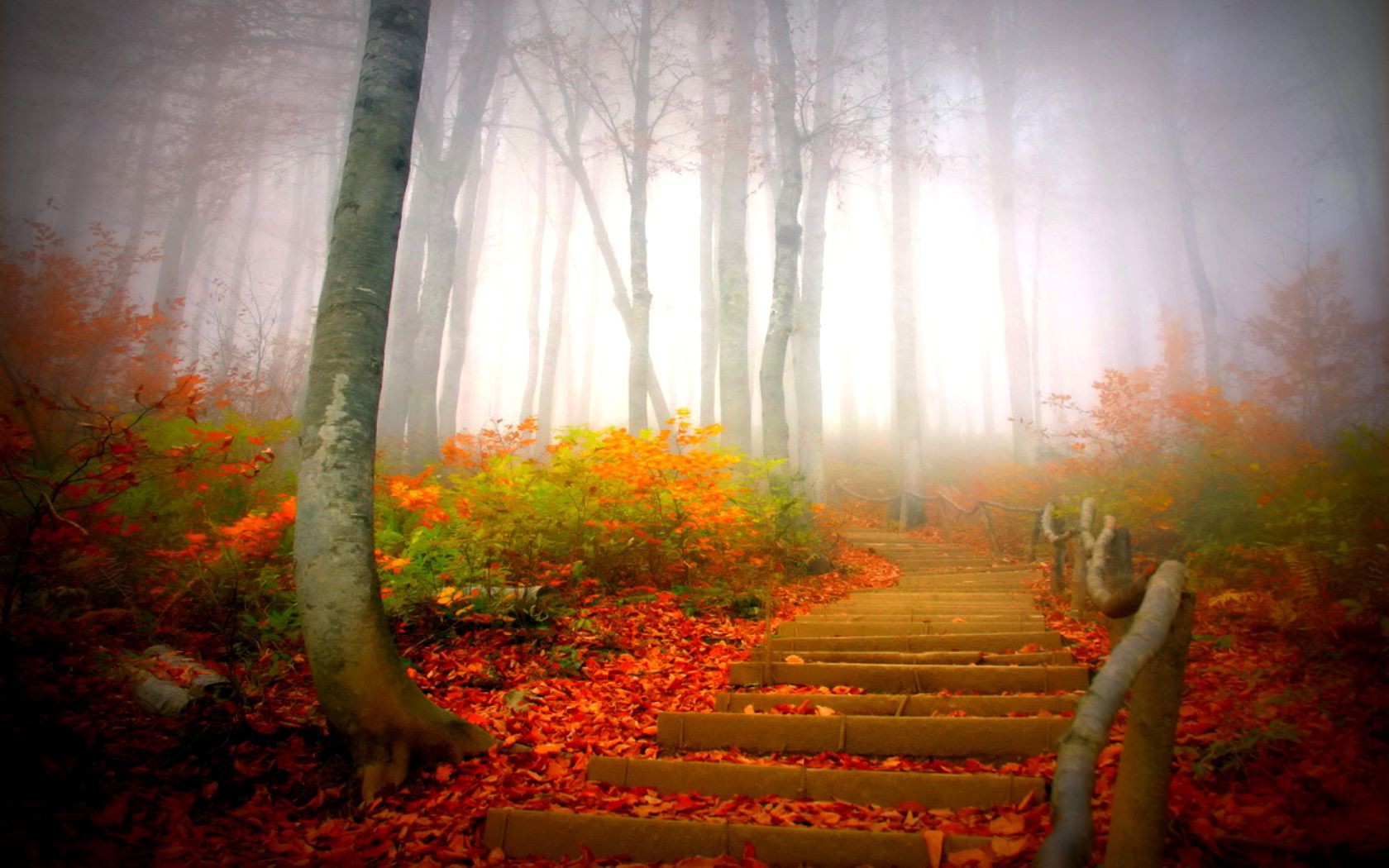 autumn wood fall tree leaf landscape nature fog dawn mist park light backlit season sun scenic outdoors fair weather countryside placid