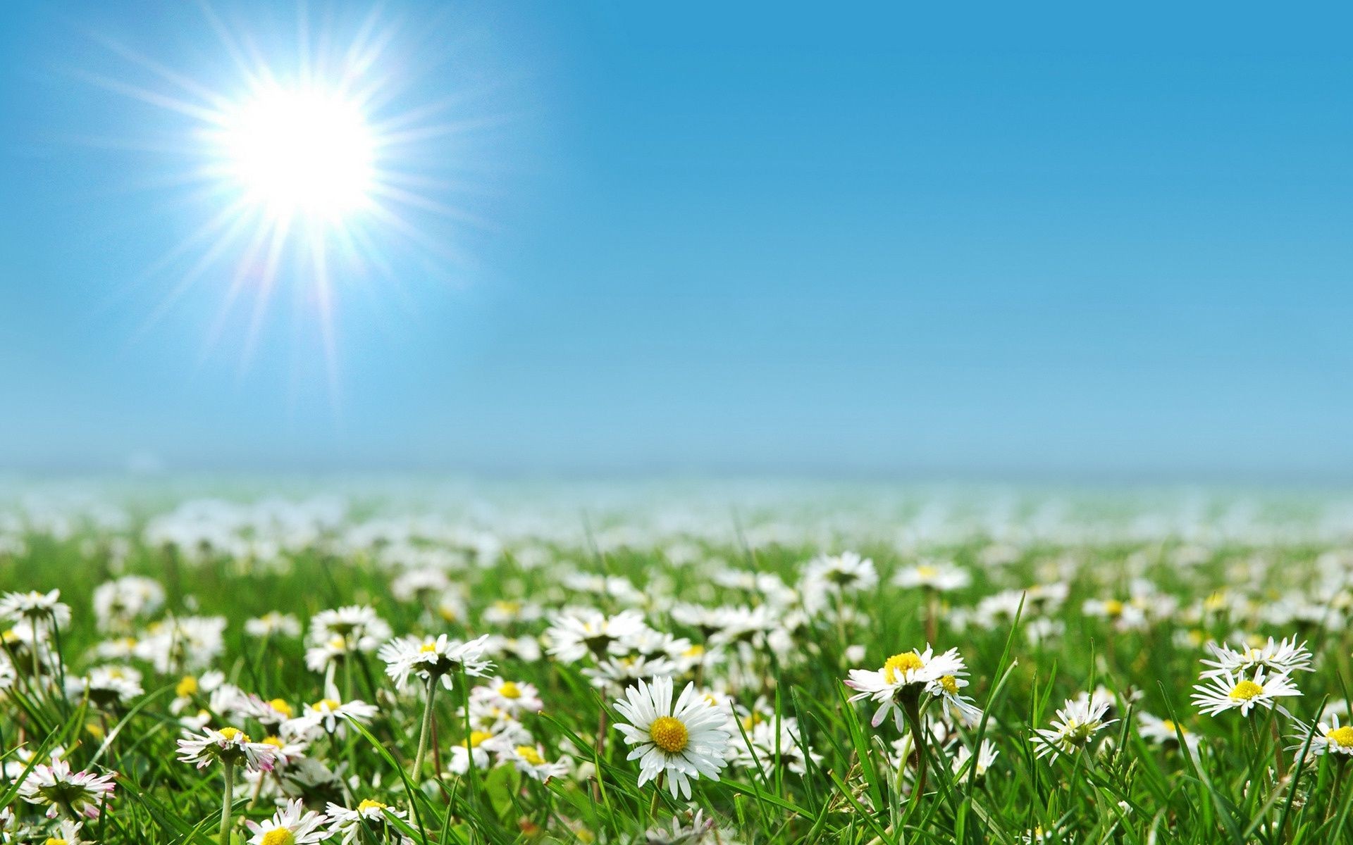 papatyalar güneş yaz doğa çimen kırsal güzel hava alan büyüme parlak çiçek mera saman biçme makinesi kırsal yaprak flora açık havada idil şafak vakti