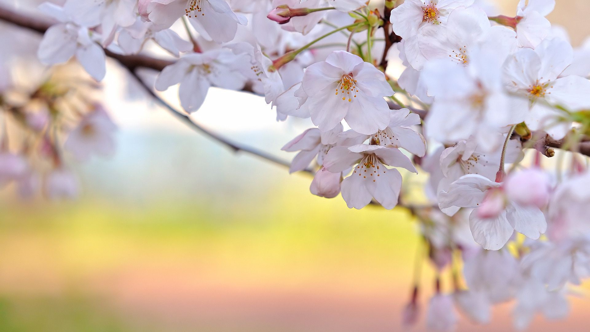 blumen auf bäumen blume kirsche natur garten flora baum zweig apfel blühen blütenblatt wachstum saison blatt kumpel frühling blumig unschärfe im freien sommer