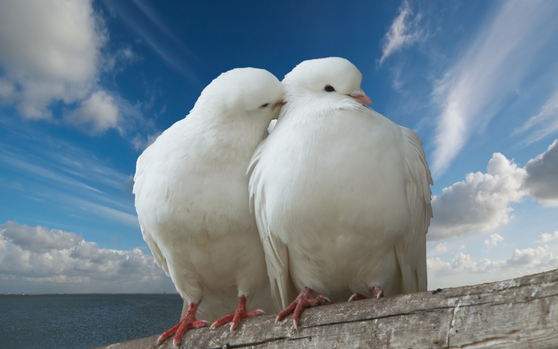 paloma pájaro cielo naturaleza al aire libre animal pájaros blancos