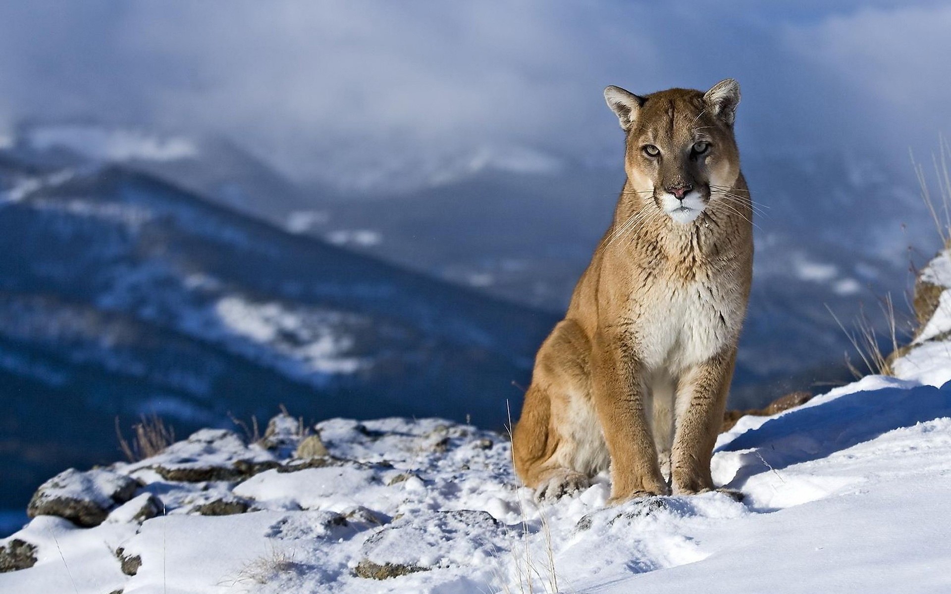 zwierzęta śnieg zima na zewnątrz natura zimno lód dzika przyroda góry puma lew górski puma