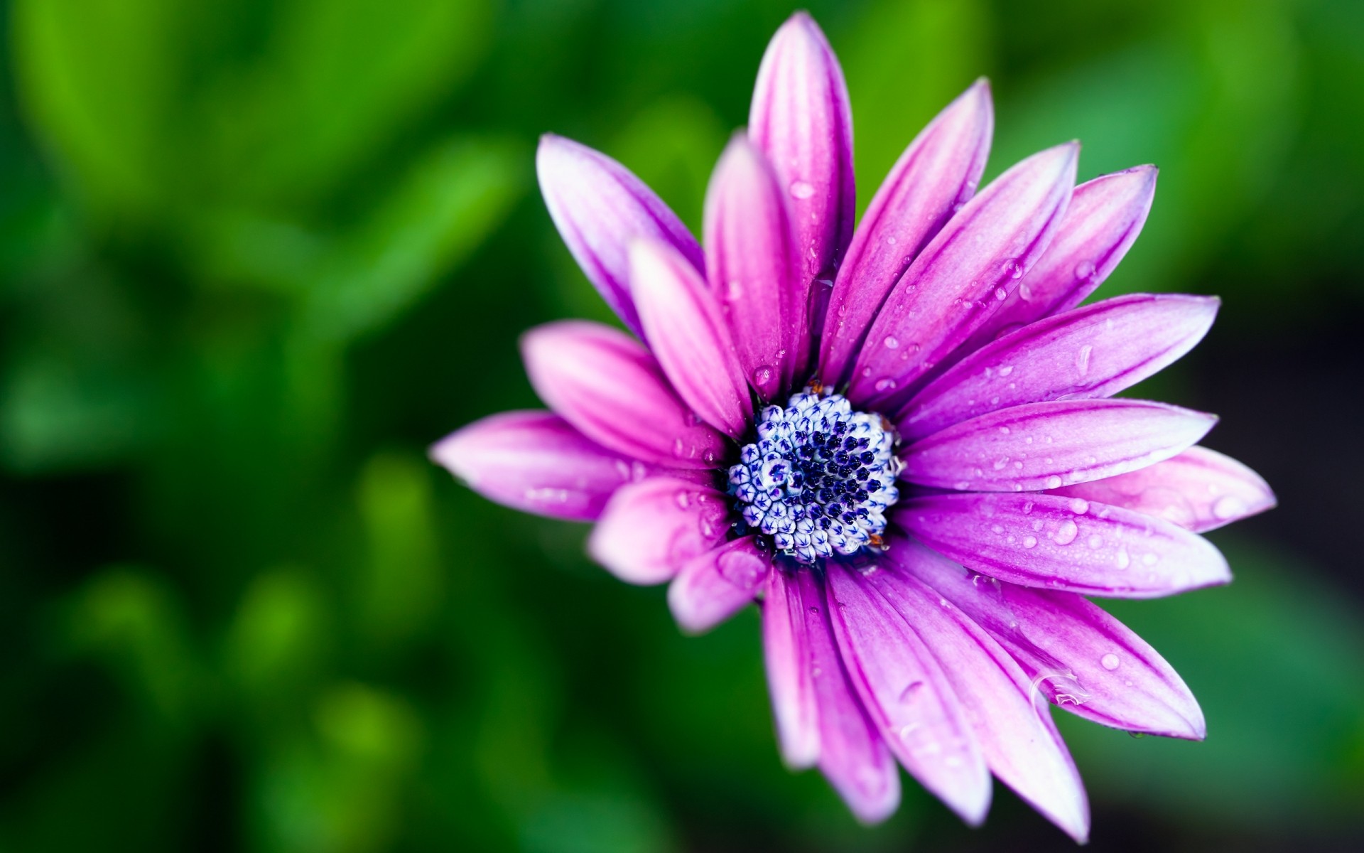 çiçekler çiçek doğa flora yaz bahçe yaprak renk çiçek güzel parlak petal çiçeklenme sezon büyüme yakın çekim ıslak su damlaları papatyalar