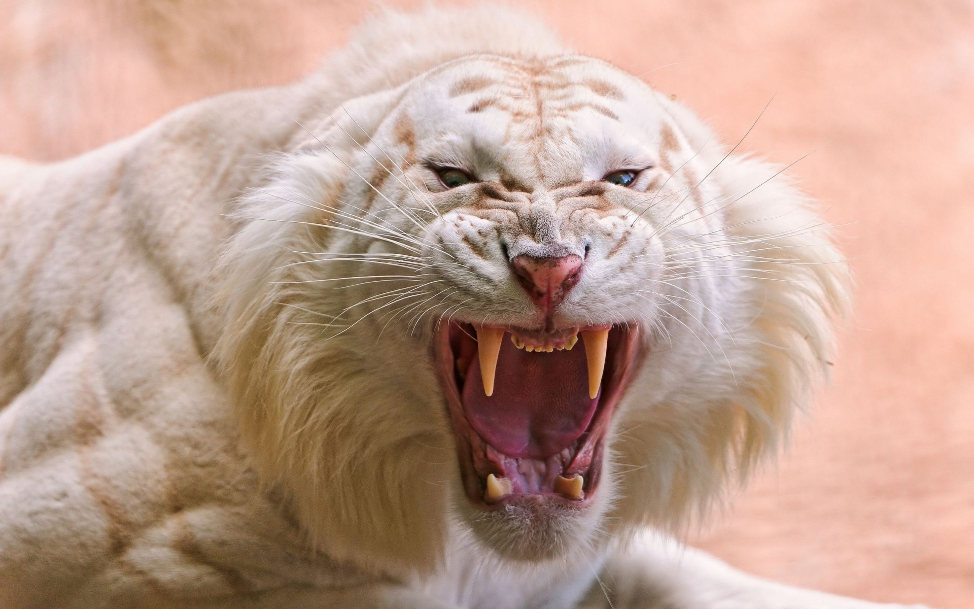 animals mammal animal portrait fur cat wildlife cute nature zoo wild predator eye hair pet tiger white tiger