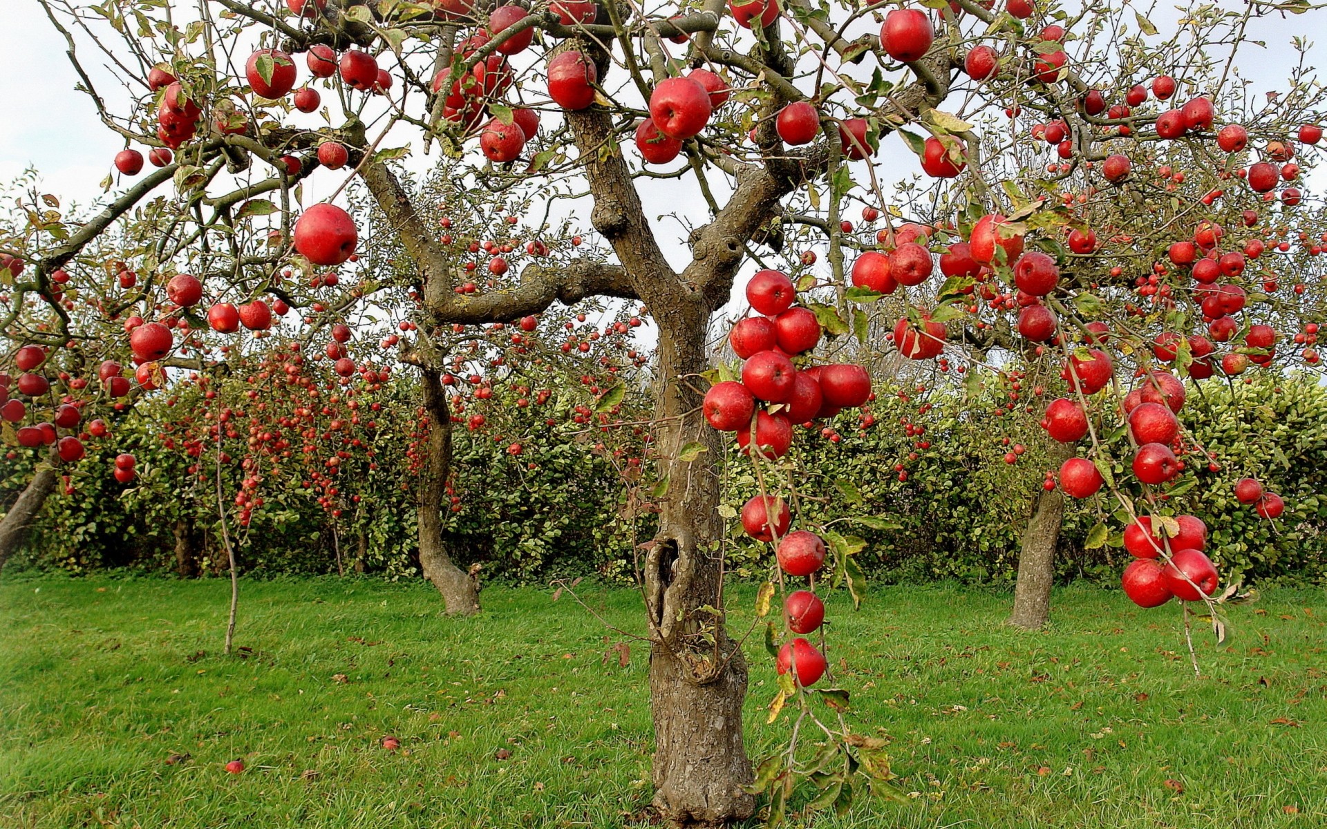 plants tree fruit branch nature garden leaf flora season growth agriculture flower outdoors pasture farm apple shrub summer color food fruits landscape