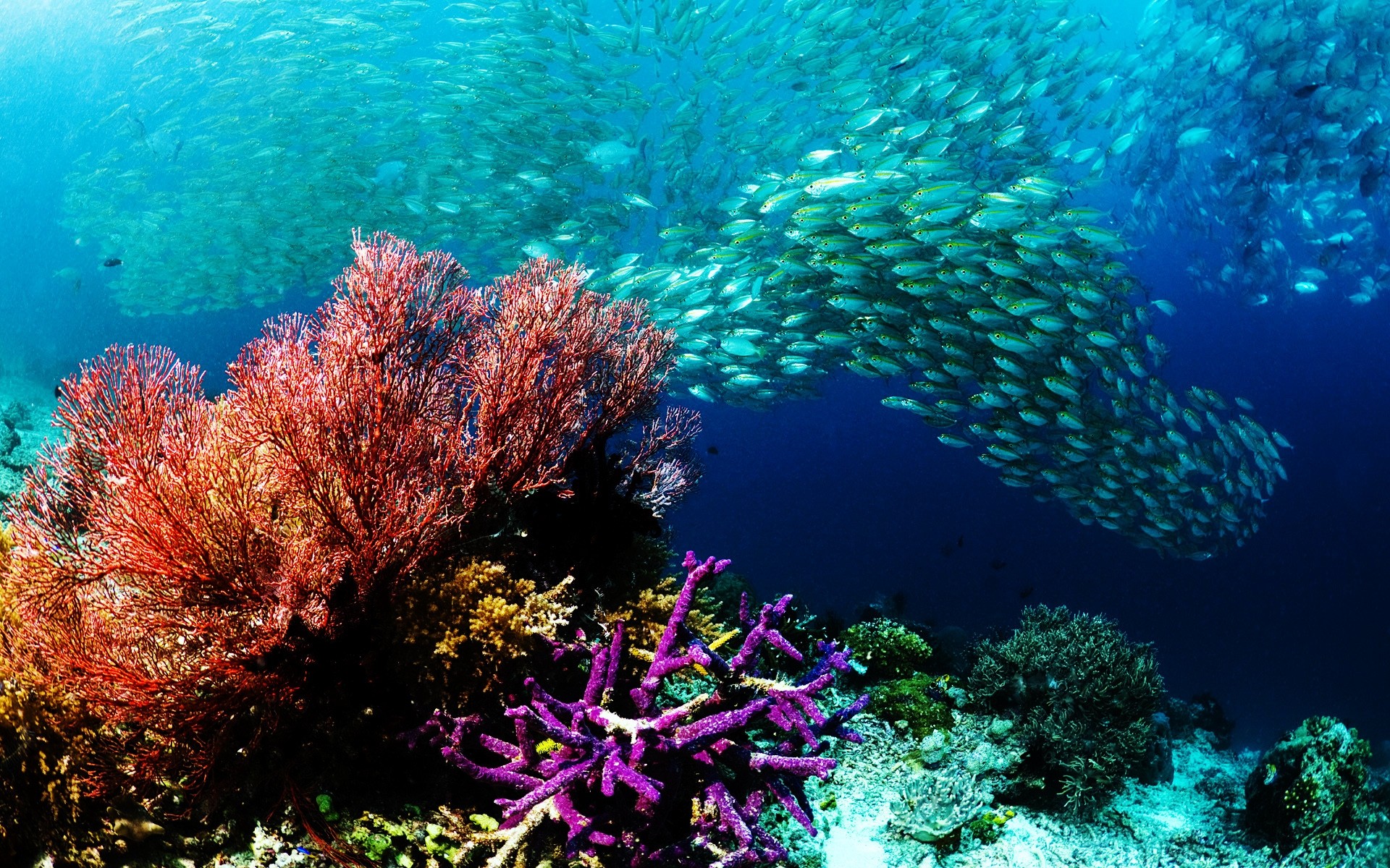 animaux marins sous-marin corail récif poissons océan mer tropical eau plongée sous-marin plongée sous-marine paysage écosystème eau salée snorkeling marine invertébrés nature aquatique fonds d écran sous-marins marine