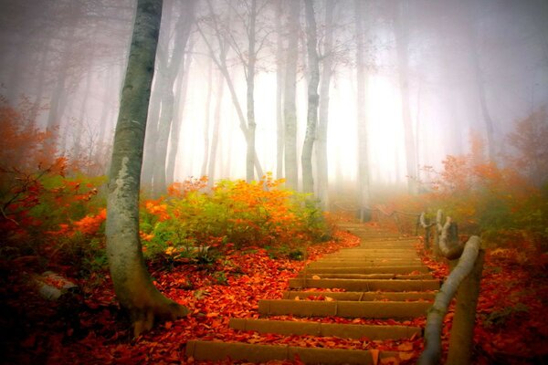 Nebelwald und Treppe im Herbst