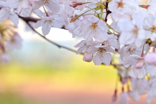 Cherry blossom white petals branches spring freshness