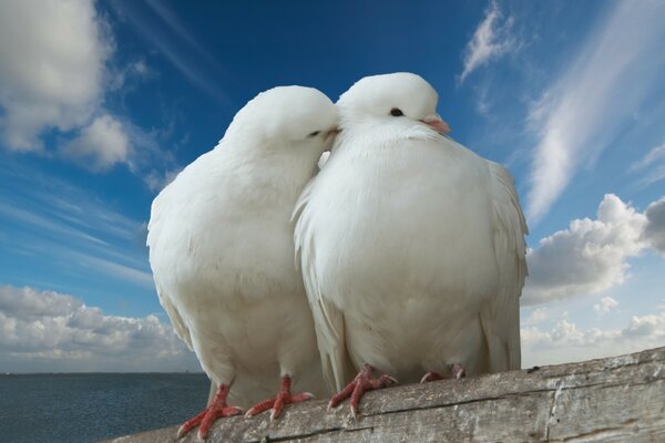 Dos palomas blancas se sientan en el cielo