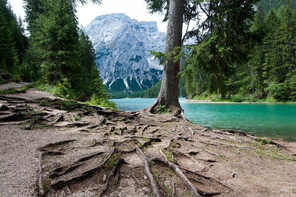 Das nach außen hervorstehende Wurzelsystem eines Baumes, der an einem Abhang wächst