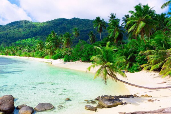 Férias de verão em uma praia tropical