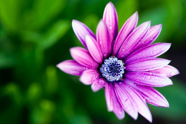 Gouttes de race sur la nature de la fleur