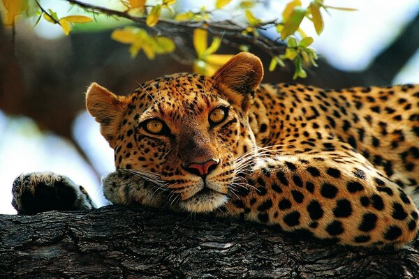 Hermosos animales en la naturaleza