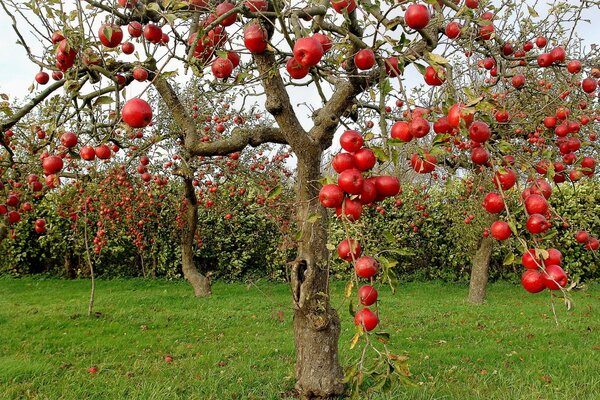 Red apples on a tree