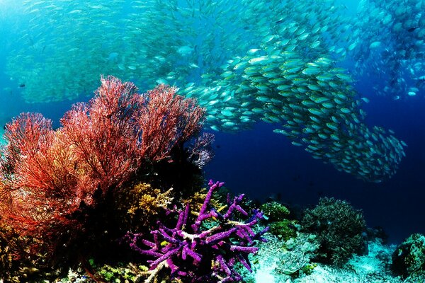 Un mundo submarino increíblemente colorido