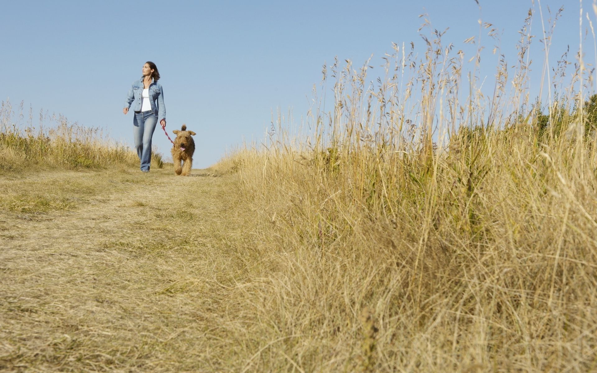 Выезд в поле. Человек с собакой на природе. Фотосессия с собакой в поле. Прогулка с собакой на природе. Девушка с собакой в поле.