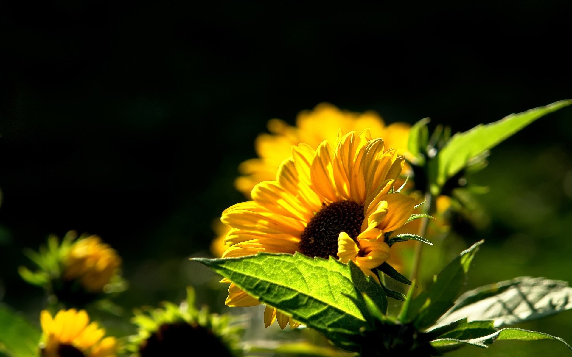 fleurs nature fleur flore été feuille jardin croissance lumineux belle pétale couleur floral à l extérieur tournesol soleil