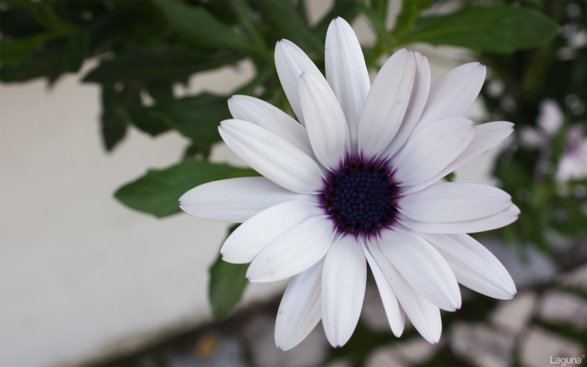 çiçekler çiçek doğa flora yaprak bahçe yaz renk çiçek açan petal güzel çiçek