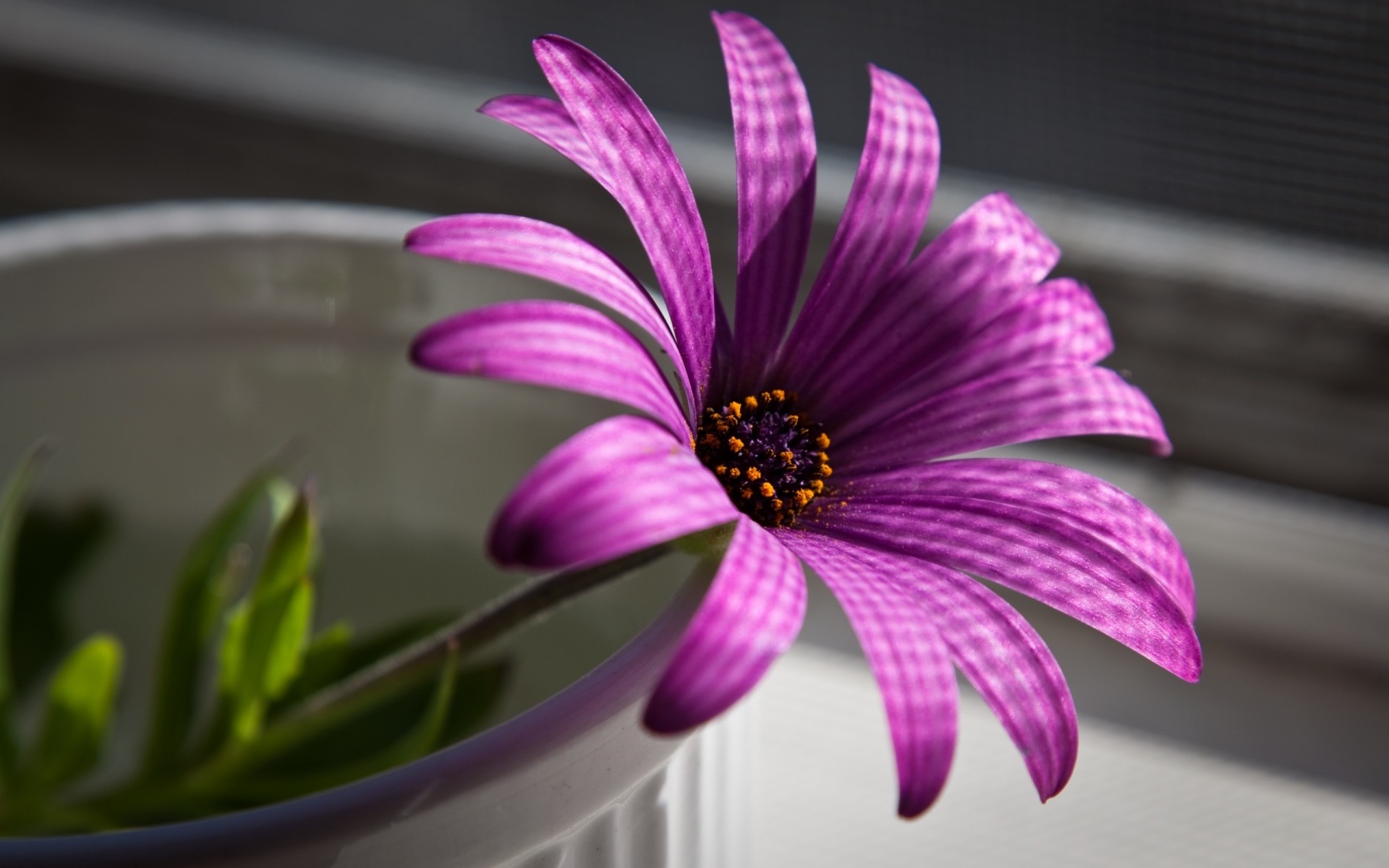 flowers flower nature flora garden blooming color summer petal beautiful leaf floral close-up