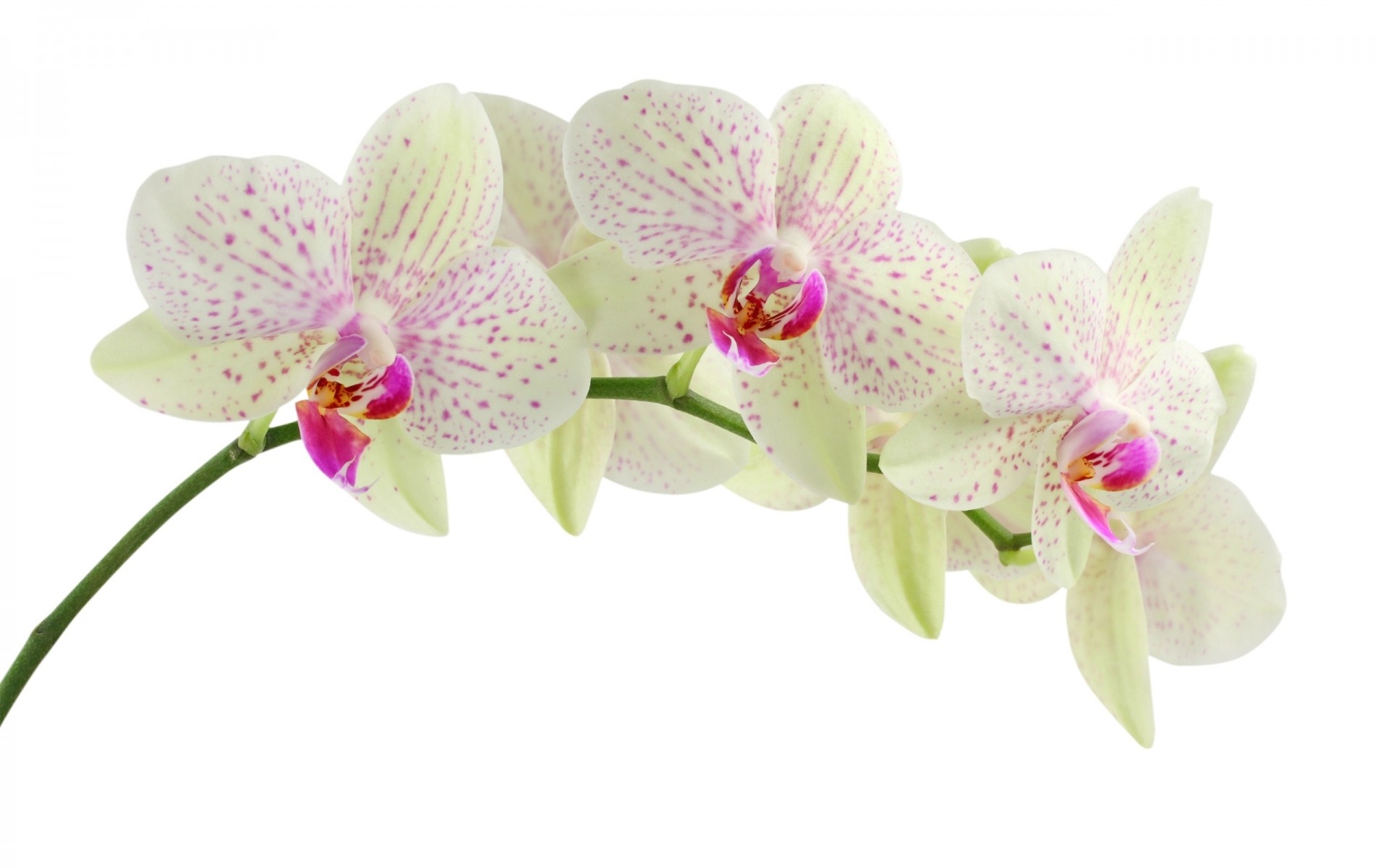 flowers phalaenopsis flower tropical orchids flora exotic petal nature blooming fragility beautiful leaf floral bouquet husk branch botanical elegant color bud