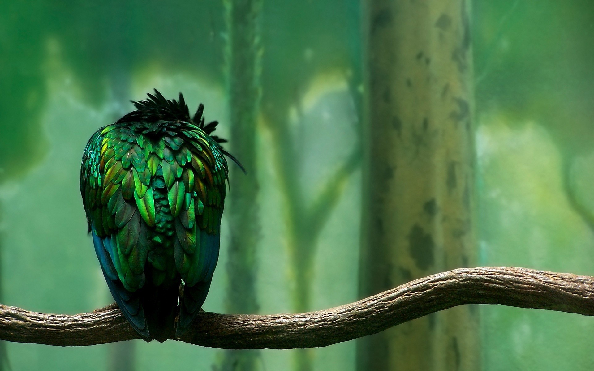 aves natureza pássaro ao ar livre vida selvagem tropical cor folha desktop