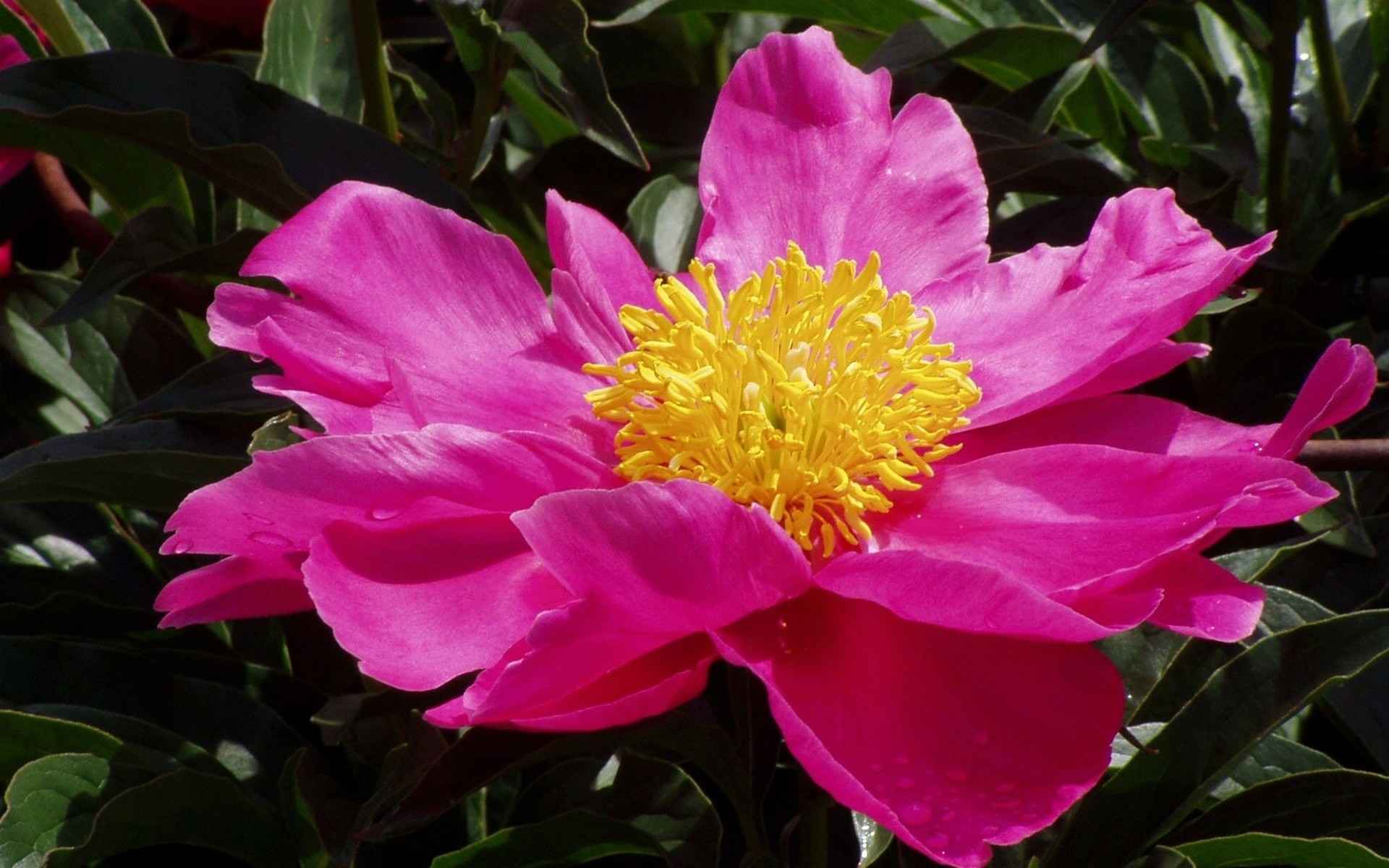 fiori fiore natura giardino flora foglia estate colore fioritura floreale bello luminoso petalo