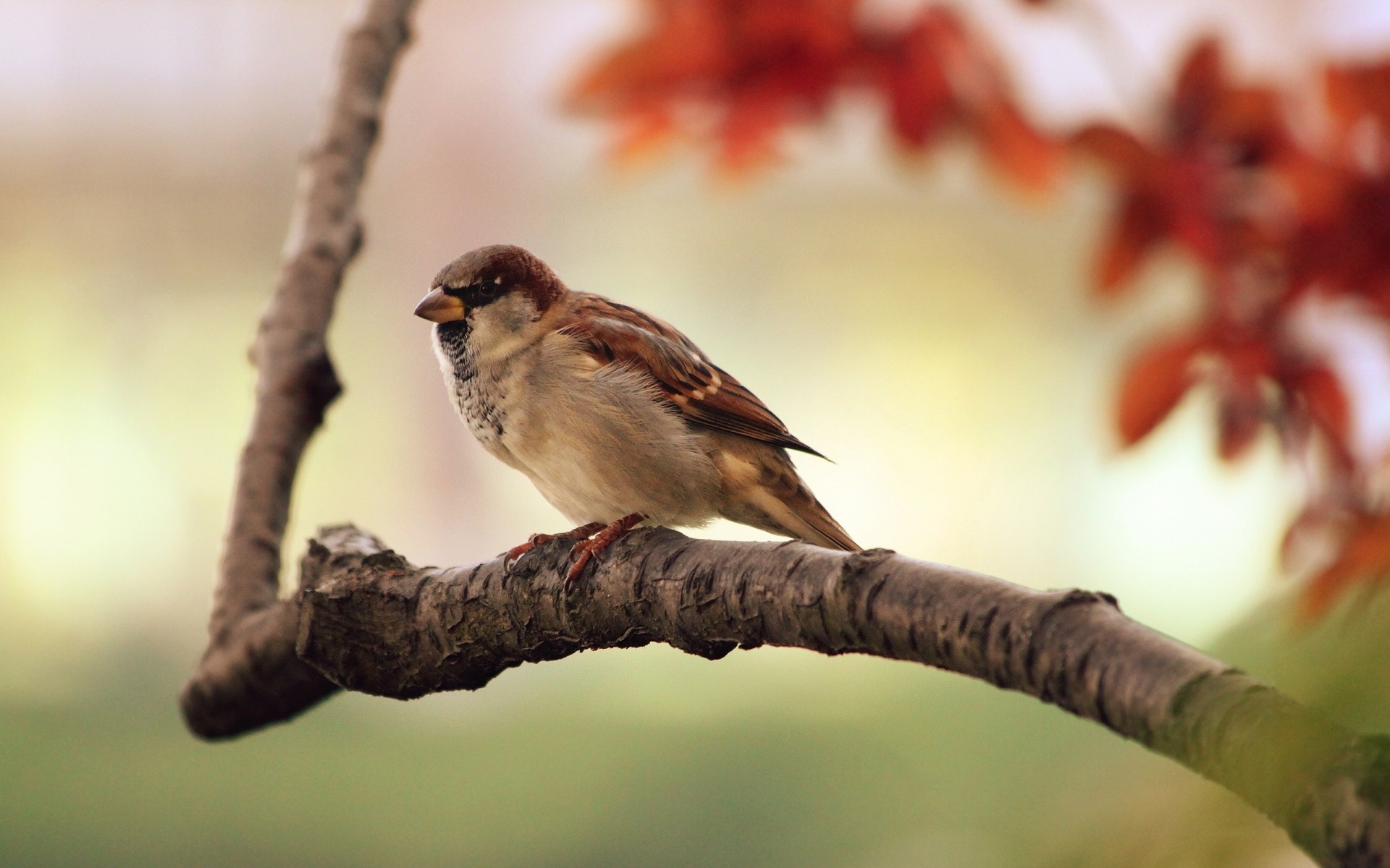 birds bird wildlife outdoors nature one tree animal blur wild