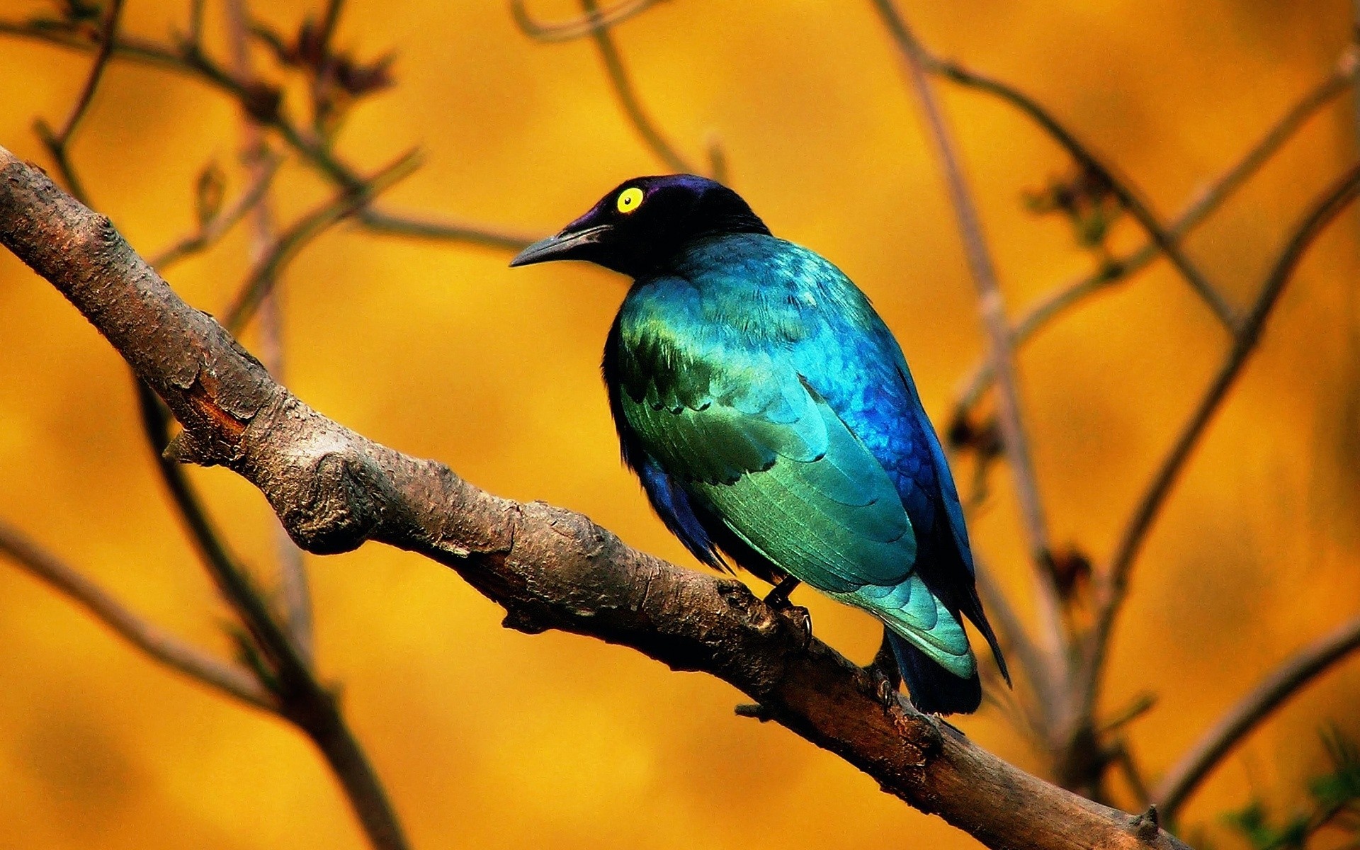 birds bird wildlife nature animal