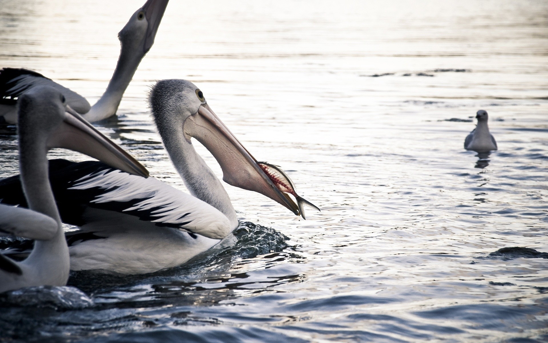 aves acuáticas aves agua vida silvestre natación pelícano naturaleza cisne lago pato pico aves pluma animal al aire libre salvaje ganso mar