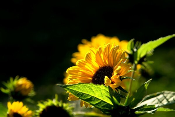 Flor de laranja em um fundo escuro