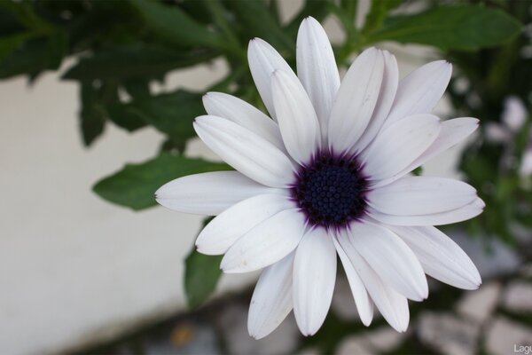 Verano. Flor blanca. Manzanilla. Flora