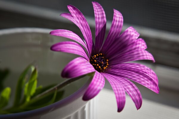 Cyclomene flower with mesh shadow