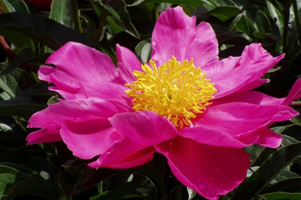 Beautiful purple flower in the garden