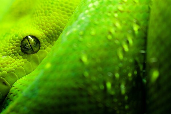 Le serpent vert s est figé sur place