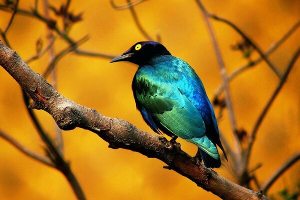 Pájaro multicolor en una ramita de otoño