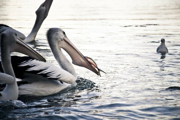 Waterfowl of the wild